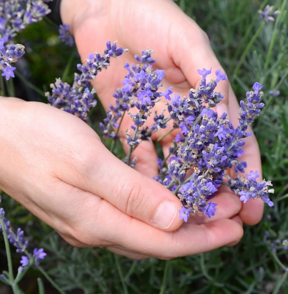 Lavender Lavandula Angustifolia Seeds (Lavendelblüten)