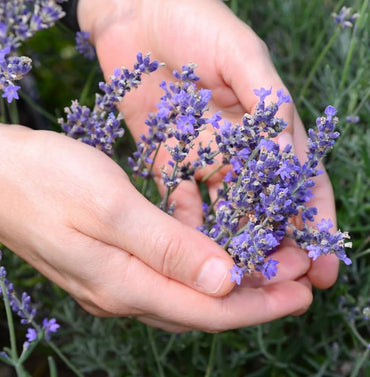 Lavender Lavandula Angustifolia Seeds (Lavendelblüten)