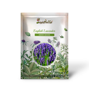 English Lavender (Lavandula angustifolia) Seeds