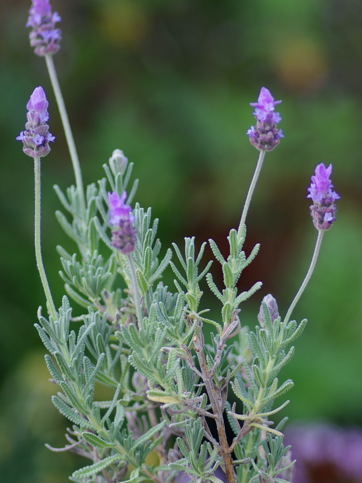 Semi di Erba di Lavandula Dentata