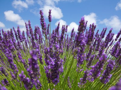 Portuguese Spike Lavender (Lavandula latifolia syn. Spica) Seeds