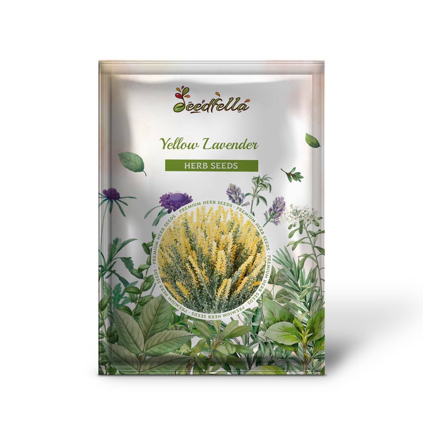 Yellow Lavender (Lavandula viridis) Canary Island, Green, White, Spanish, Portuguese, Madeira, Lemon Fragrant Flower Herb Seeds