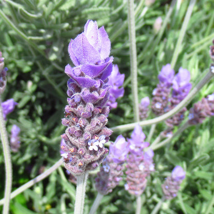 french lavender from seed Lavandula dentata (French Lavender) Herb Seeds for Planting – Heirloom – Pure Asia Seeds
