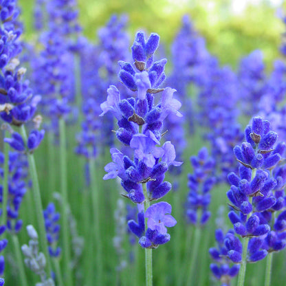 How to Plant Blue Lavender Seeds