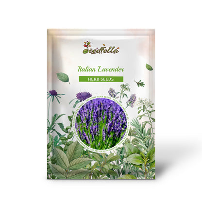 Italian Lavender (Lavandula angustifolia) Lavender Blue Purple Fragrant Flower Herb Seeds