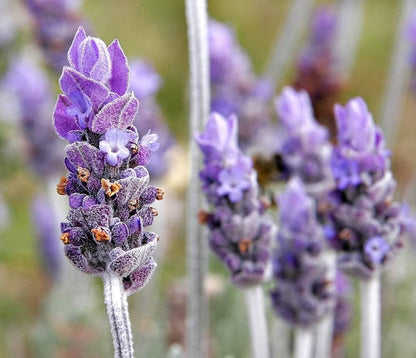 Lavender Lavandula Angustifolia Seeds (Lavendelblüten)