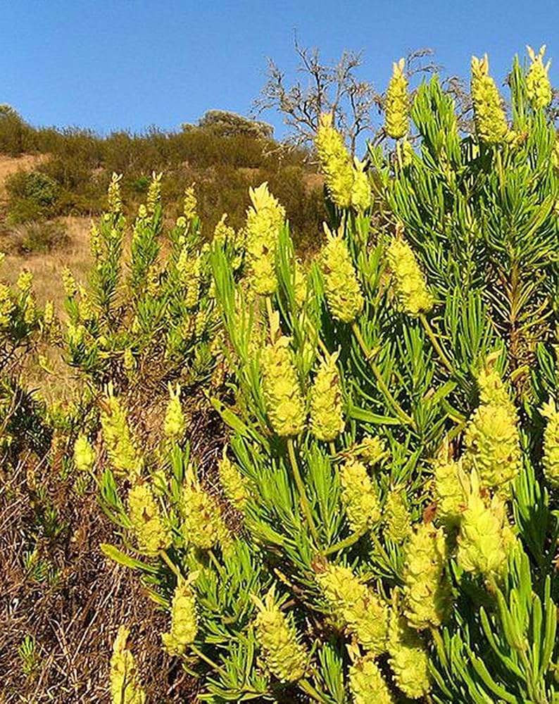 Yellow Lavender (Lavandula viridis) Canary Island, Green, White, Spanish, Portuguese, Madeira, Lemon Fragrant Flower Herb Seeds