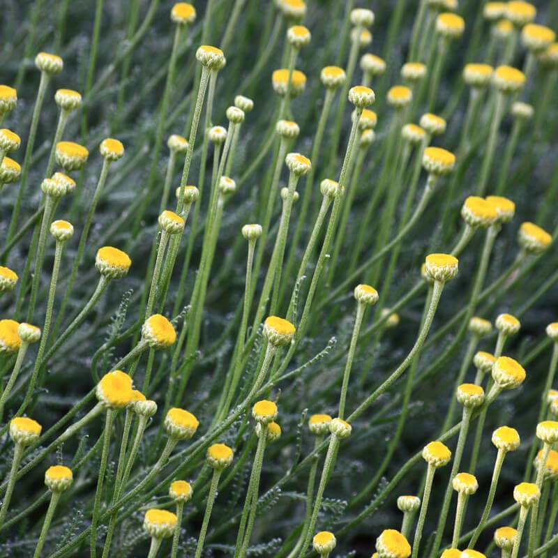 Lavender Cotton Santolina Chamaecyparissus Seeds heirloom non-gmo organic garden seeds