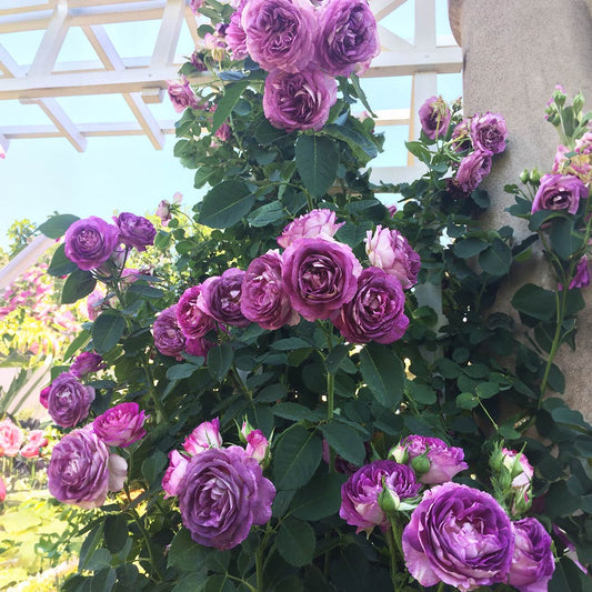Climbing Rose Flower seeds for Planting - Pollinator Friendly, Heirloom & GMO Free Seeds for Home Garden
 
 Sale for planting in home garden