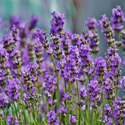True ENGLISH LAVENDER VERA Lavandula Angustifolia Vera Herb Purple Flower Seeds