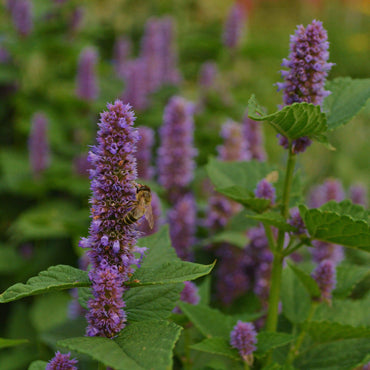 Lavender Hyssop Flower Seeds
