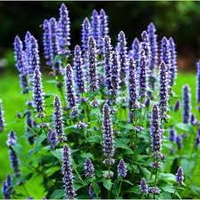 lavender mint plants for sale Lavender Mint Seeds For Easy Planting Organic Garden Seeds – Pure Asia Seeds