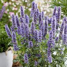 Lavender Mint Seeds for Easy Planting