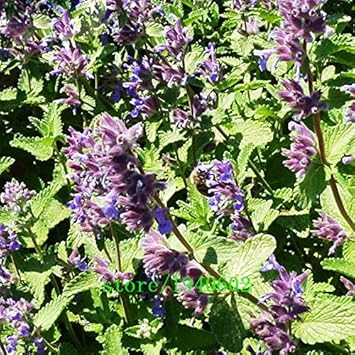 Lavender Mint Seeds For Easy Planting heirloom non-gmo organic garden seeds