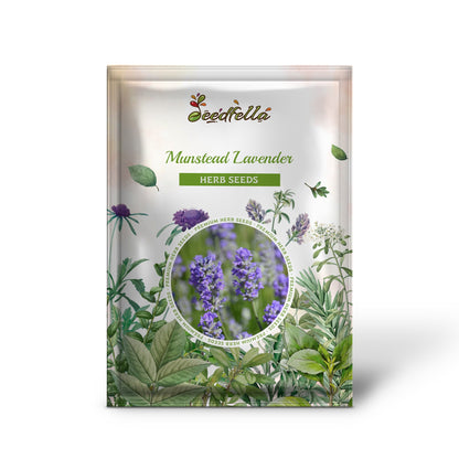 munstead lavender seed germination Munstead Lavender Lavandula Angustifolia 'Munstead' Seeds Organic Garden Seeds – Pure Asia Seeds