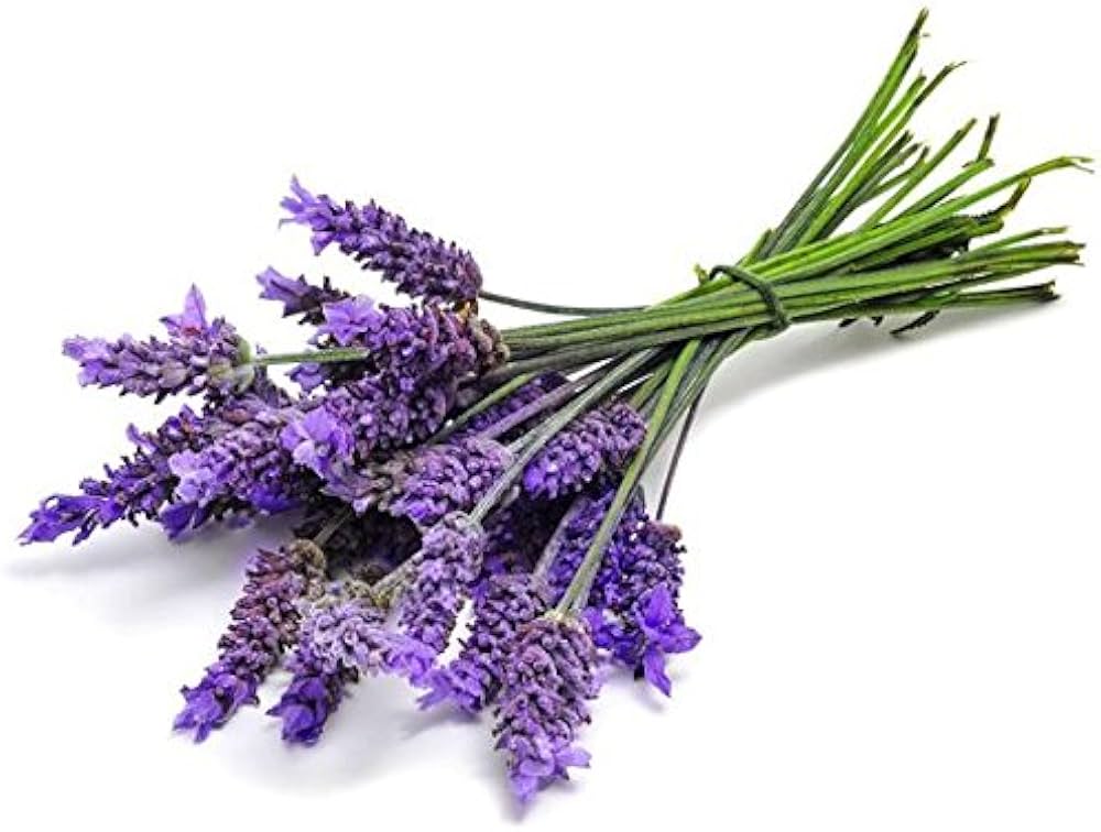 Lavender Lavandula Angustifolia Seeds Lavendelblüten heirloom non-gmo organic garden seeds