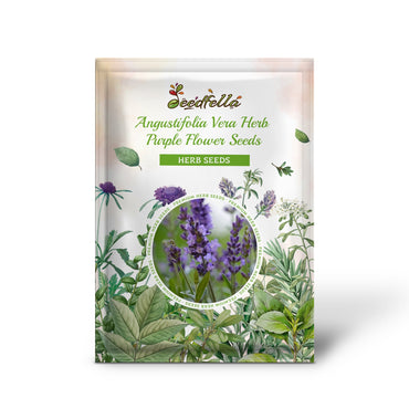 True ENGLISH LAVENDER VERA Lavandula Angustifolia Vera Herb Purple Flower Seeds