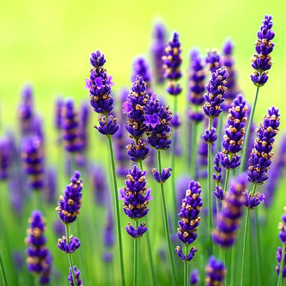 Lavender White Flower Seeds for fragrant perennial planting