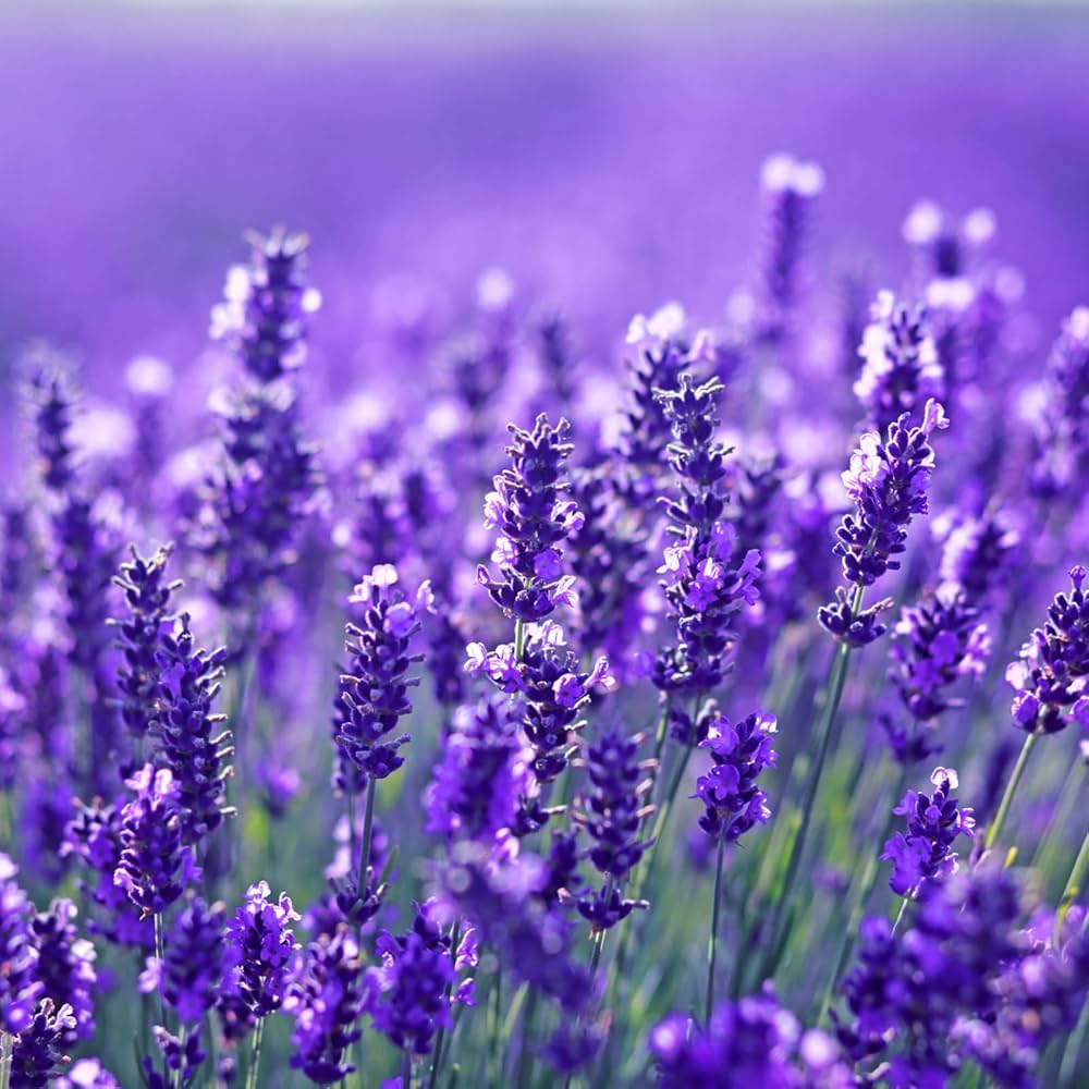 Lavender White Perennial Plant Seeds for home gardens