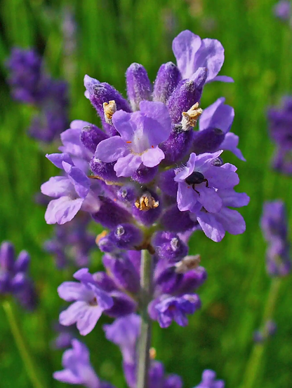 Lavandula Angustifolia Lavender Flower Seeds