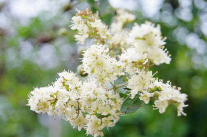 白花ヘナの木（Lawsonia inermis var. Alba）染料植物 刺青用花の種