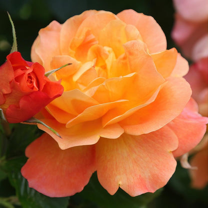 Joseph's Coat Climbing Rose - Vibrant Multicolor Climbing Rose Bush for Your Garden
