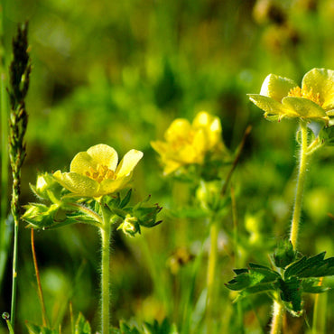 Bigflower Cinquefoil Flower Seeds
