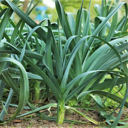 Large American Flag Leek Vegetable Seeds