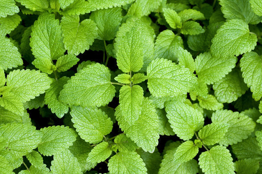 Lemon Balm Melissa Officinalis Fragrant Herb Flower Seeds heirloom non-gmo organic garden seeds