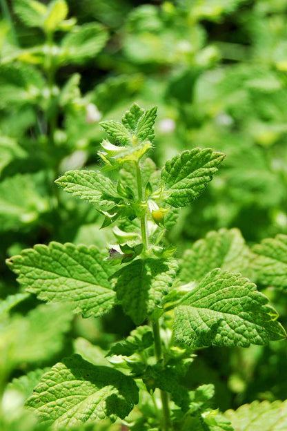 Lemon Balm (Melissa officinalis) Seeds