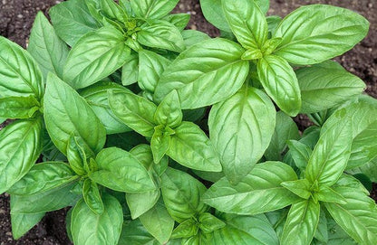 Lemon Basil (Ocimum × citriodorum) Seeds