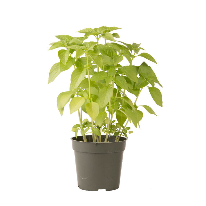 Mrs. Burns' Lemon Basil (Ocimum basilicum) Seeds