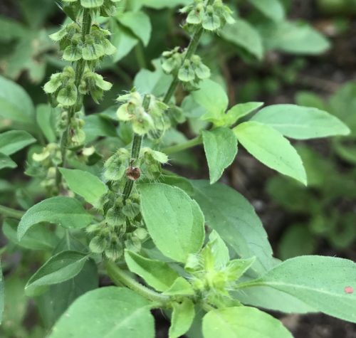 Lemon Basil (Ocimum basilicum) Herb Flower Seeds