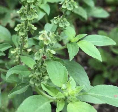 Lemon Basil (Ocimum basilicum) Herb Flower Seeds