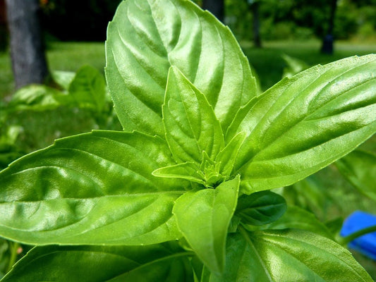 Lemon Basil Ocimum Basilicum Herb Flower Seeds heirloom non-gmo organic garden seeds
