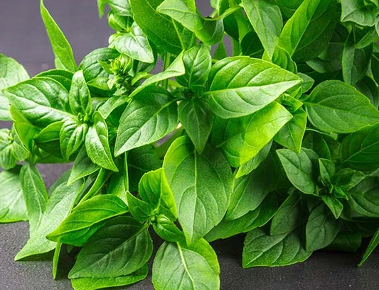 Lemon Basil Ocimum × Citriodorum Seeds heirloom non-gmo organic garden seeds