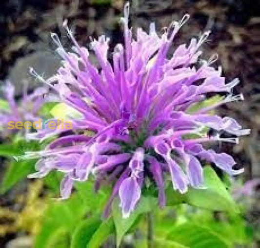 Lemon Bergamot Herb Seeds For Easy Planting heirloom non-gmo organic garden seeds