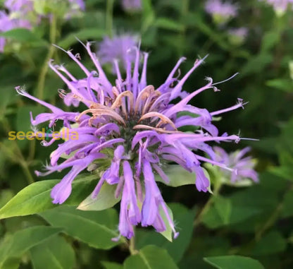 Lemon Bergamot Herb Seeds for Easy Planting