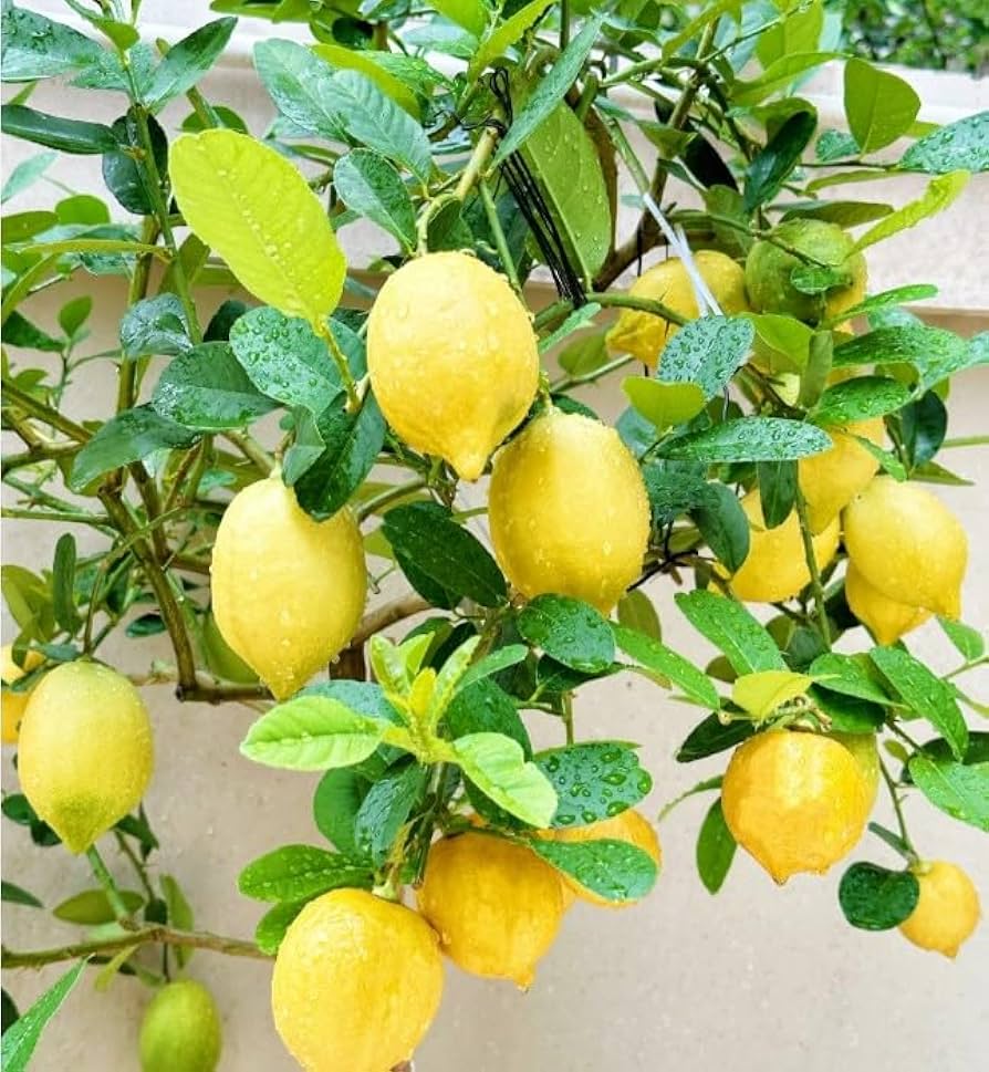 Lemon Tree Seeds – High Survival Rate for Fruitful Bonsai Trees