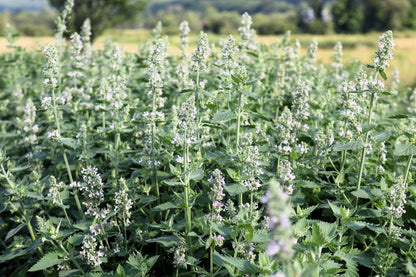 Lemon Lemony Catnip (Nepeta cataria var. citrodoria) Herb Flower Seeds