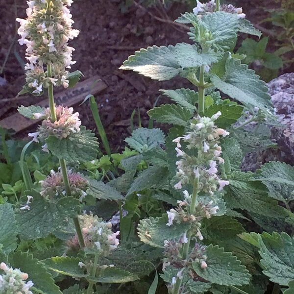 Lemon Lemony Catnip (Nepeta cataria var. citrodoria) Herb Flower Seeds
