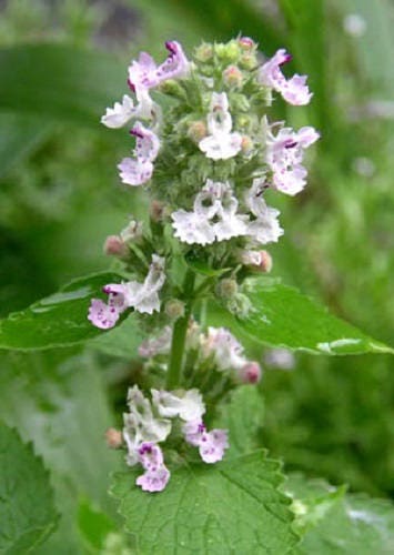 Lemon Lemony Catnip Nepeta Cataria Var. Citrodoria Herb Flower Seeds heirloom non-gmo organic garden seeds
