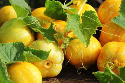 Lemon Cucumber Seeds – Cucumis Sativus Fruit Vegetable heirloom non-gmo organic garden seeds