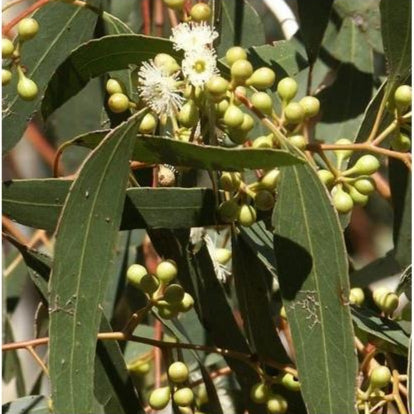 Lemon Eucalyptus Corymbia Citriodora Seeds heirloom non-gmo organic garden seeds