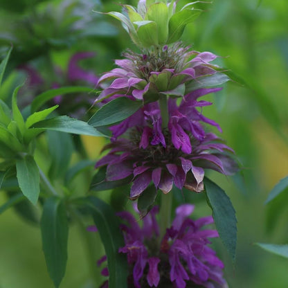 Lemon Mint Plant Seeds For Planting Monarda Citriodora For Bee Gardens heirloom non-gmo organic garden seeds
