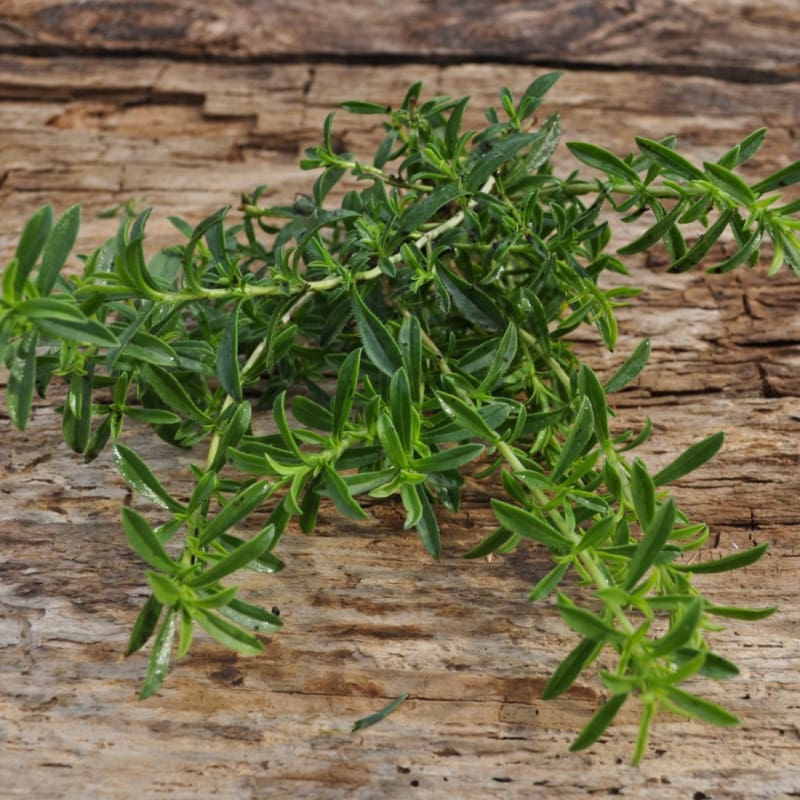 Lemon Savory Satureja Citriodora Seeds heirloom non-gmo organic garden seeds