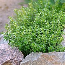 Lemon Thyme Herb Seeds For Easy Planting heirloom non-gmo organic garden seeds
