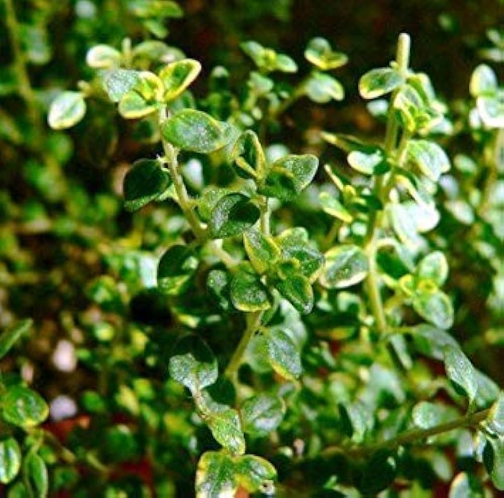 Lemon Thyme Herb Seeds – Aromatic Garden Herb & Natural Mosquito Repellent