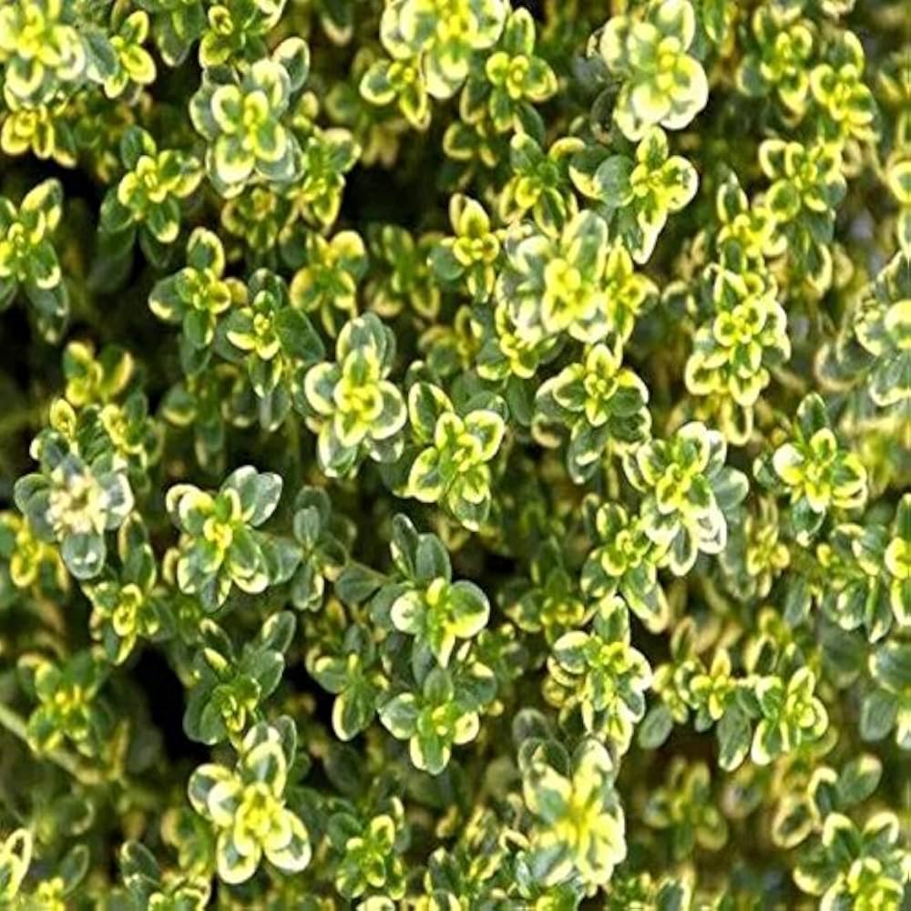 Lemon & Thyme Seed Mix – Fast Growing Culinary Herbs for Garden Borders