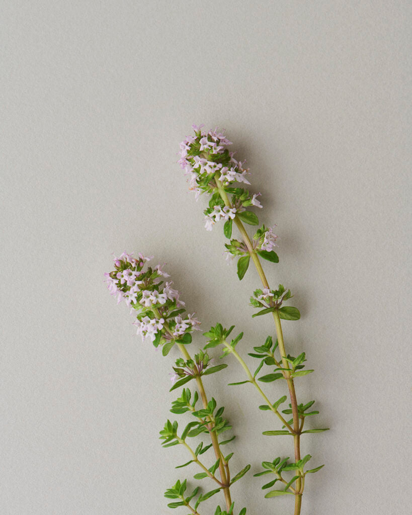 Lemon Thyme (Thymus Pulegioides) Herb Purple Flower Fragrant Evergreen Seeds